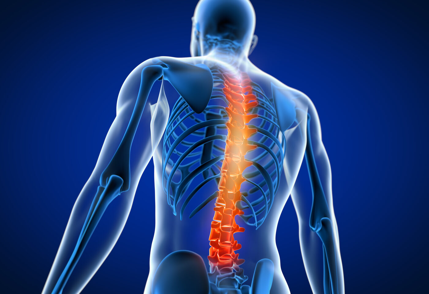 Muscoli stabilizzatori profondi della colonna